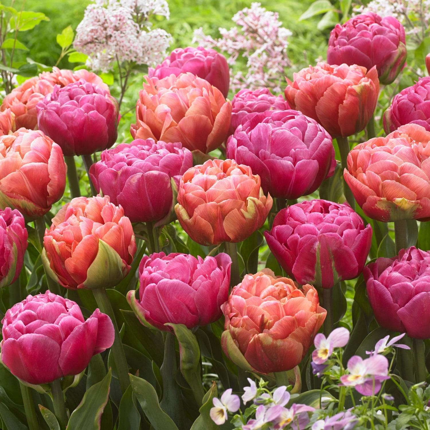 Mélange de tulipes 'Pink Champagne'